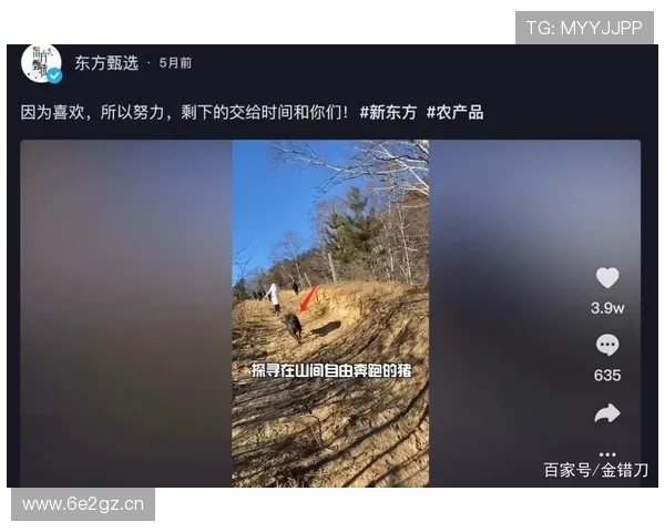 属狗企业家的成功之道：如何在挑战中抓住机遇实现逆袭